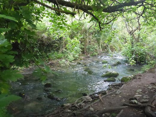 El río Majaceite entre la vegetación de ribera