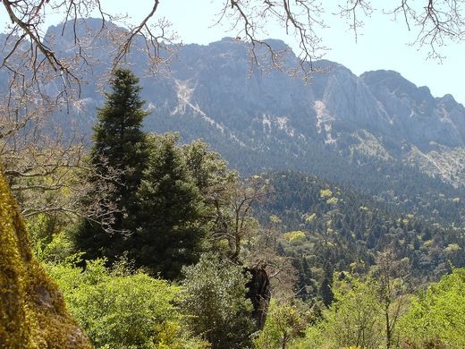 Pinsapos y laderas de la Sierra del Pinar